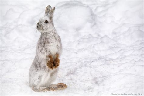 Interesting Facts About Snowshoe Hares Just Fun Facts