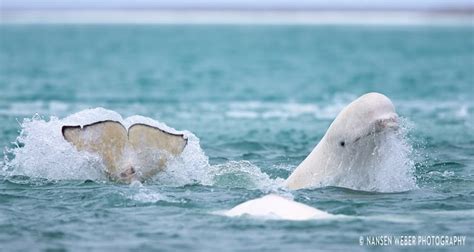 Stunning Drone Video Shows Beluga Whales In Arctic Cbc News
