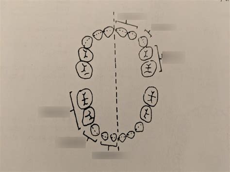 Deciduous Dentition Diagram Quizlet
