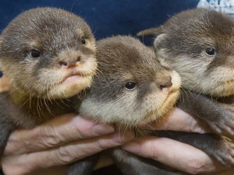 Otter Pups Now Playing With Moving Water At Cleveland Zoo Cleveland