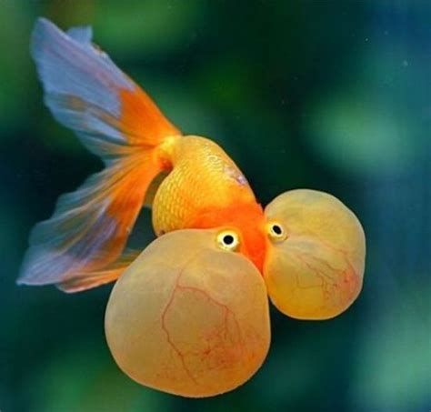 50 Best Tropical Fishes for Your Aquarium - The Pets Central