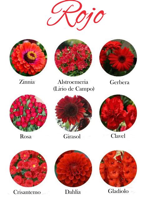 Tipos De Flores Rojas Y Sus Nombres