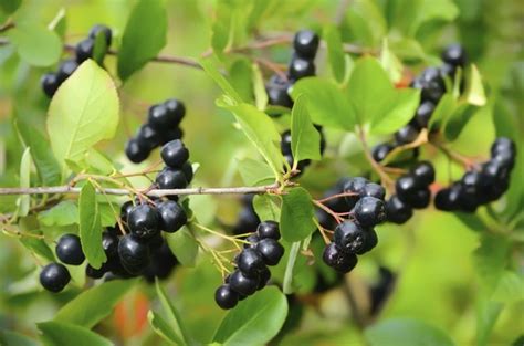Michigan Wild Berry Plant Identification Hunker