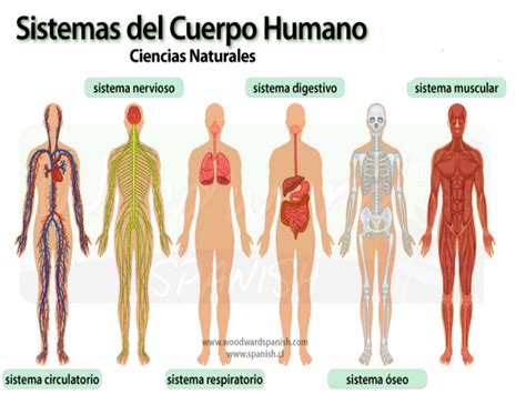 Sistemas Y Aparatos Del Cuerpo Humano