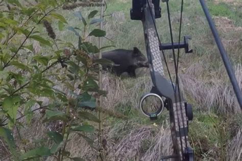 Vidéo Ce jeune chasseur à larc achève un sanglier blessé par le tir d