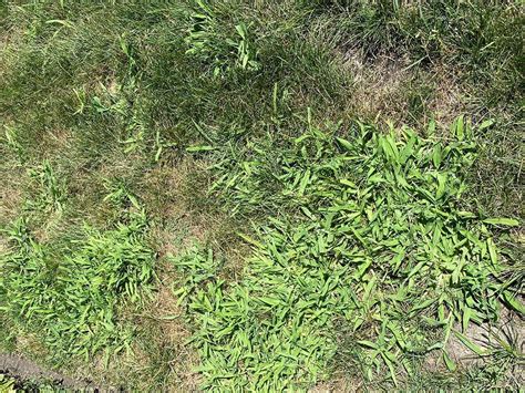 How To Identify And Remove Crabgrass From Your Yard Chicago Tribune