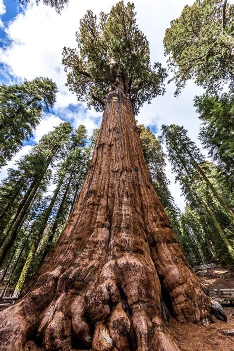 General Sherman Tree In Giant Sequoia Forest Stock Photo Image Of