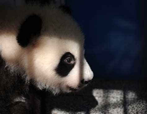 Nothing Brings On Giant Grins Like Baby Giant Pandas Popsugar Pets