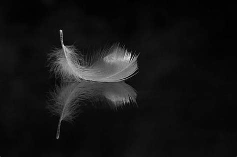 Light As A Feathet Feather Angel Feathers Angel