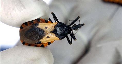 Hypeabis Diperingati Setiap April Apa Itu Hari Penyakit Chagas