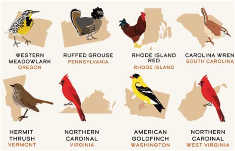 Get Our List Of State Birds Posters