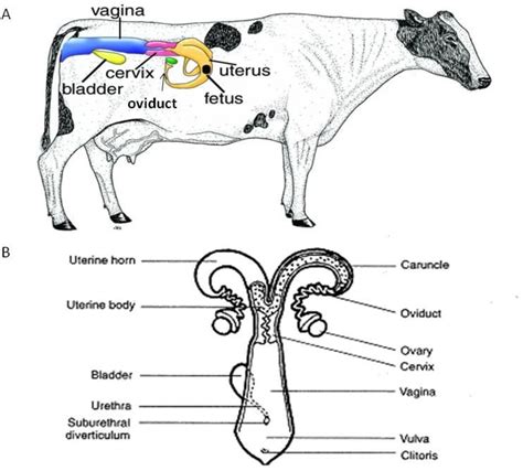Figure From Establishment And Characterization Of Bovine Oviductal