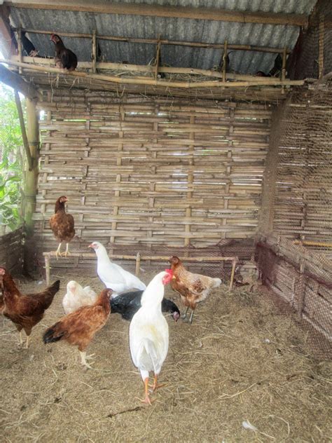 Kandang itik tampak depan kandang itik tampak samping. Itik Banyuwangi : Memelihara ayam kampung petelor itu ...