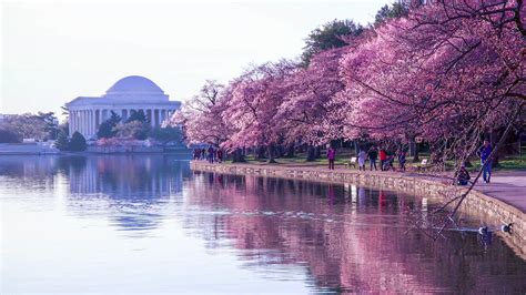 Washingtons Cherry Blossoms Provide Picturesque Backdrop Videos From