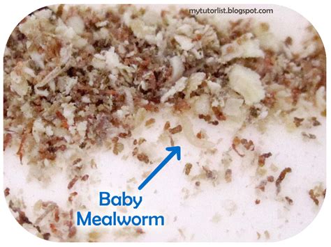 How To Start A Mealworm Colony Behind