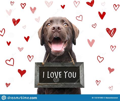 Cute Romantic Dog Says I Love You Text On Sign Board With Red H Stock