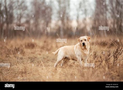 Male Labrador Retriever Hi Res Stock Photography And Images Alamy