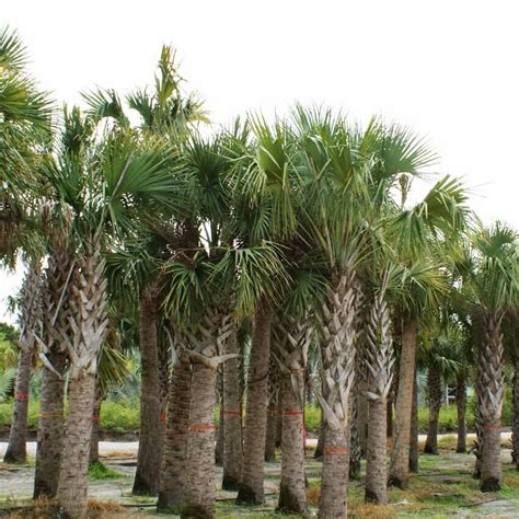 Sabal Palm Sabal Palmetto Palmco Wholesale Palms Florida