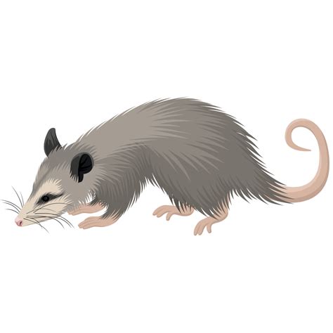 Opossum Vector Images Browse 2089 Stock Photos Vectors And Clip