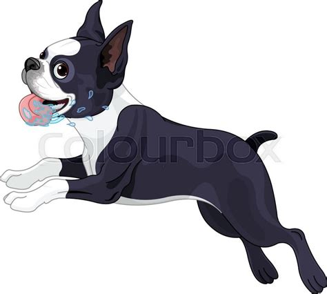 Illustration Of Cute Terrier Boston Stock Vector Colourbox