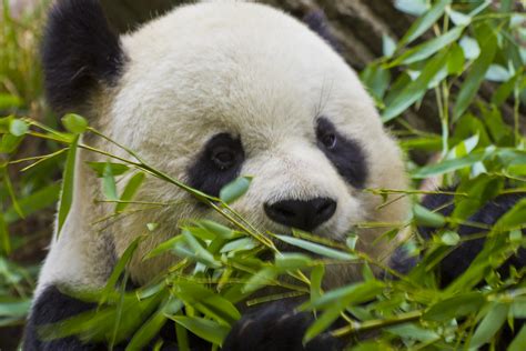 Giant Panda Don Greene Flickr