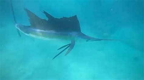 Watch Video Of Sailfish Caught By Freediver In Waters Off Palm Beach