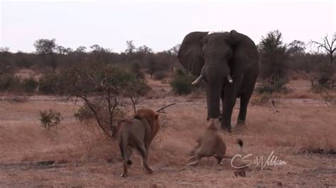Lions Charged By Elephant Bull In Musth Epic Xigodo Sighting YouTube