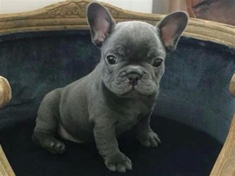 French bulldogs display strong unwillingness for training, making exercise stressful and frustrating for the them and the human at times. #bulldog #dogsofinstagram #dog #frenchie #dogs # ...