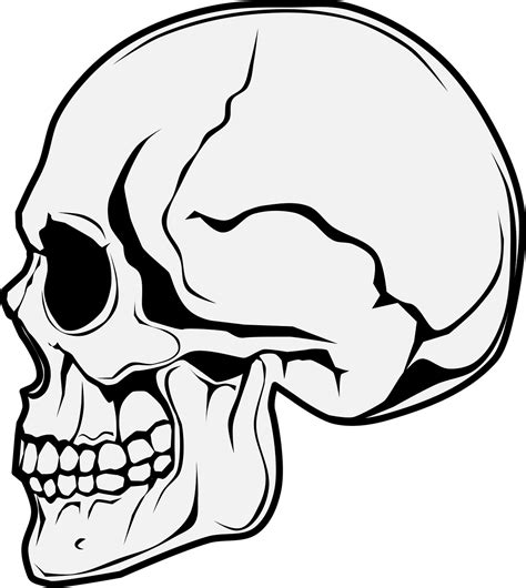 Share 80 Skull Side View Sketch Best Ineteachers