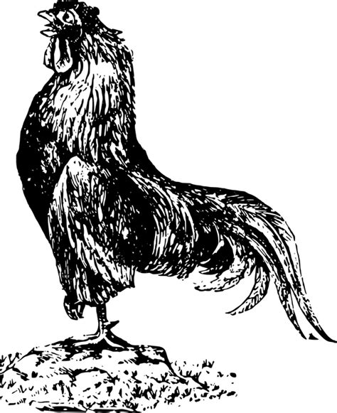 We did not find results for: Gambar Gambarnya Aldriana Keluarga Kecil Ayam Kampung ...