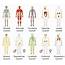 The Structure Of Human Body  Science Online