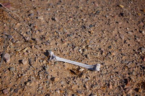 Bone In The Desert Free Stock Photo Public Domain Pictures