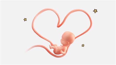 Mengenal Plasenta Bayi Dan Manfaatnya Bagi Janin Dalam Rahim Berbagi