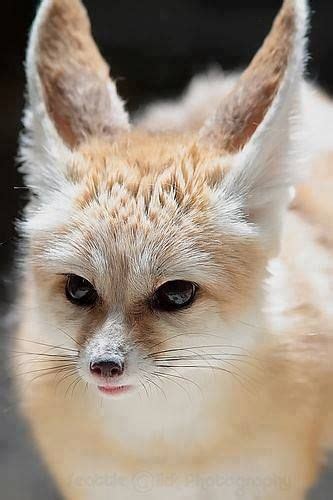 49 Best Images About Fox Foxes Foxy On Pinterest