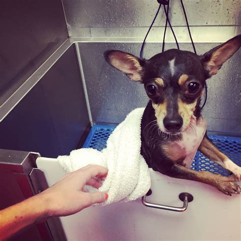 Swallowing or inhaling a little bath water is not going to hurt her. Bath time for Maci :) | Chihuahua love, Chihuahua, Bath time