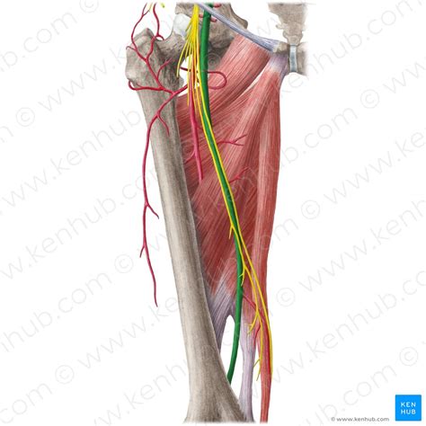 Arteria Femoralis Anatomie Verlauf Femoralispuls Kenhub