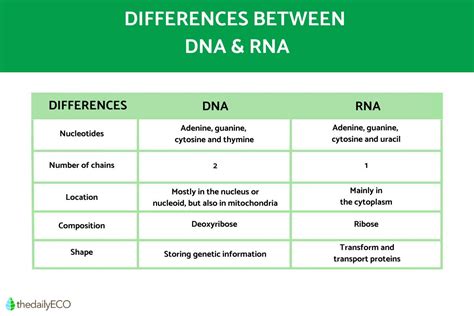 The Differences Between Dna And Rna Comparison With Diagrams