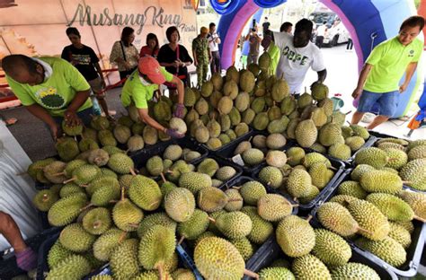 1 ton berapa kg (kilogram) ? Tanam Durian Untung Atau Rugi - Ohlihat