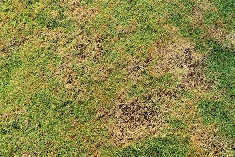 4 Common Lawn Diseases And How To Deal With Them Oaklawn
