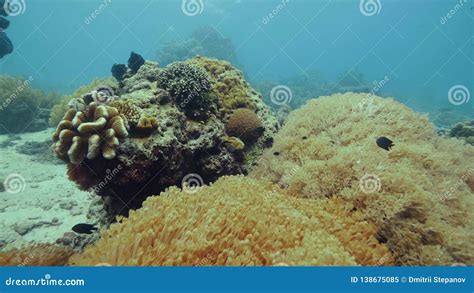 Exotic Fish Swimming Over Coral Reef On Seabed Underwater View Scuba