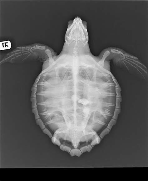 Pin By Atlantic Veterinary Imaging On Incredible X Rays Turtle Baby