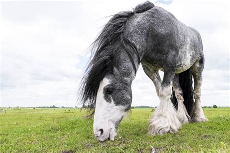 Dutch Draft Horse Care Cost And History 2024 Horses Only