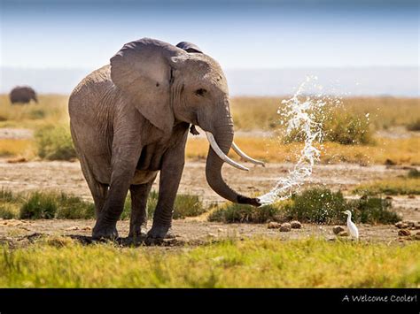 10 Top Examples Of Wildlife Nature Photography Ephotozine