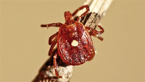 Ticks Are Spreading Heartland Virus In Georgia Futurity Scribd