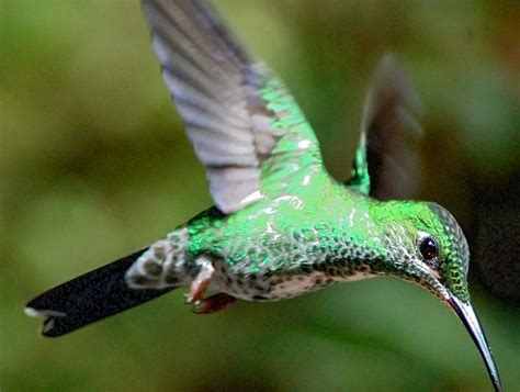Green Crowned Brilliant Hummingbird Photograph By Norman Johnson
