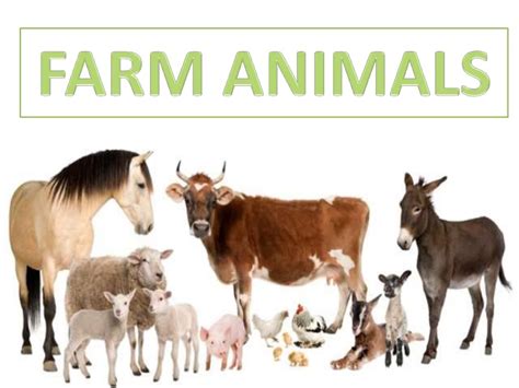 Unit 4 Natural Science Farm Animals