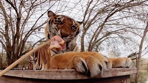 What Do Big Cats Eat Cat Meme Stock Pictures And Photos