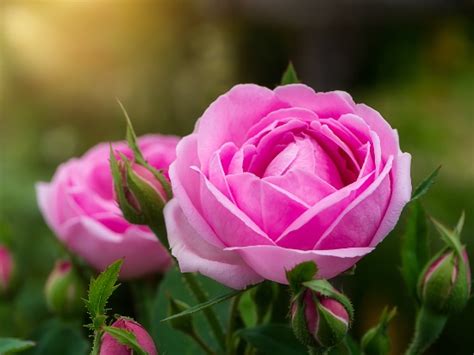 Trucos Para El Cultivo De Rosas Perfectas Blog Verdecora