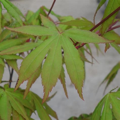 Acer Palmatum Westonbirt Seedling Buy Rare Japanese Maples