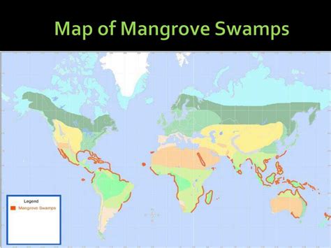 Ppt Mangrove Swamps Powerpoint Presentation Free Download Id2367058